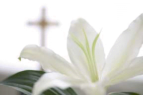 Easter Lily-Cross